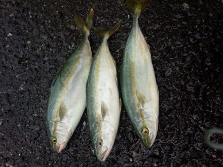 ヤズ、入ってきました。