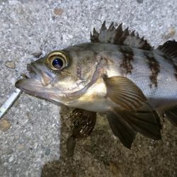 サバ狙いでメバリング？！