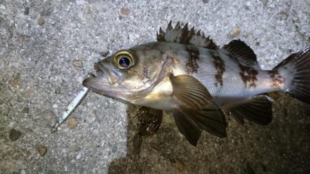 サバ狙いでメバリング？！