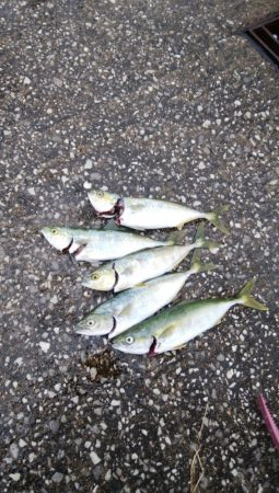 久しぶりの釣果はブリの・・・