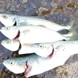 今日はツバス狙い