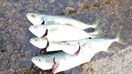 今日はツバス狙い