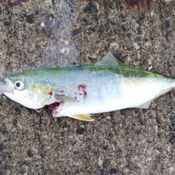 今日もツバス釣り