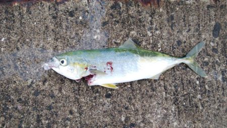 今日もツバス釣り