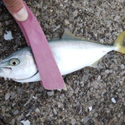 ツバス&ブリ狙い釣行