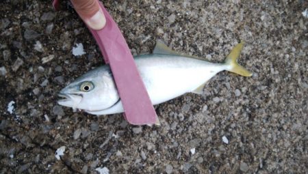 ツバス＆ブリ狙い釣行