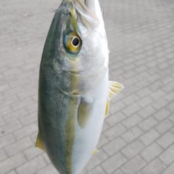 シーサイドコスモでツバス