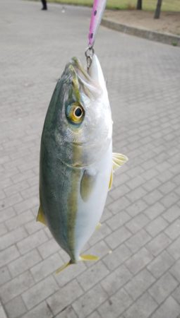 シーサイドコスモでツバス