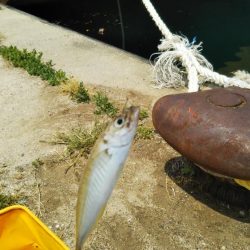 豆アジの1本釣り