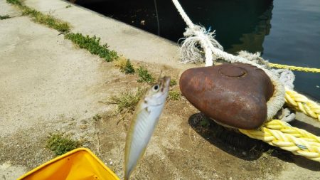 豆アジの1本釣り