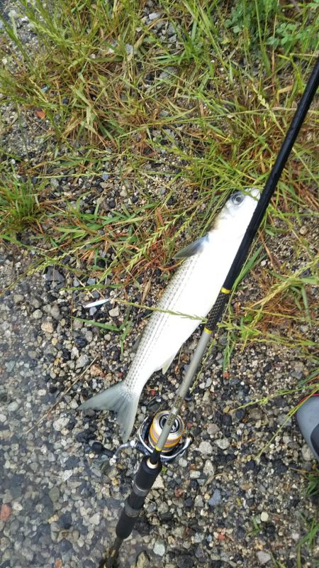 祭りは起きず・・・