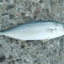 今日は一転シブい