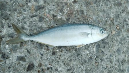 今日は一転シブい