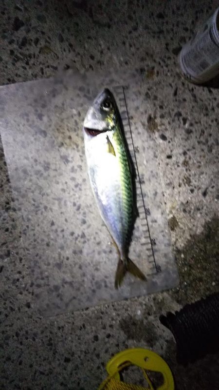 今シーズン初の大サバ狙い！