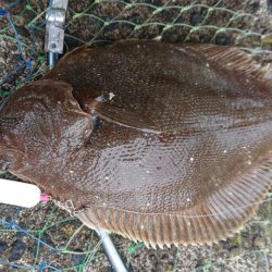 投げ釣り合間にカレイング