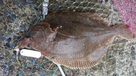 投げ釣り合間にカレイング