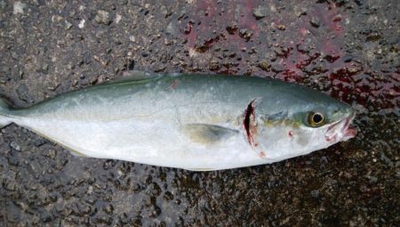 今日はシブイしバラシも多かった