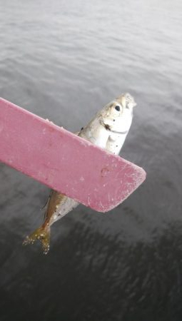 雨の合間にサクッと釣行