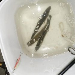 ナイトルアーフィッシング　シーバス