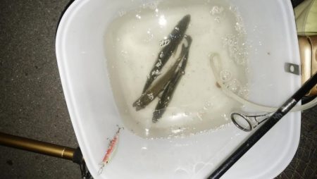 ナイトルアーフィッシング　シーバス