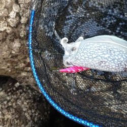 いかいか(*˙ᵕ˙ *)