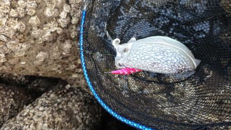 いかいか(*˙ᵕ˙ *)