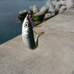 ライトショアジギング