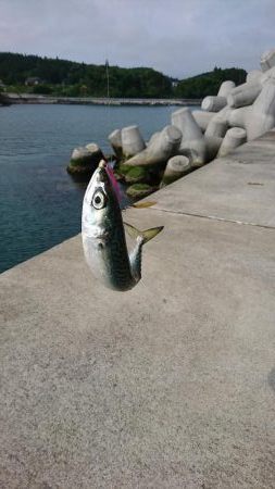 ライトショアジギング