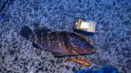 手返し良くアコウを狙う！