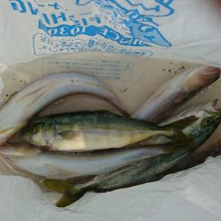 青物求めて高知へ!