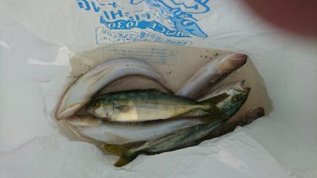 青物求めて高知へ!