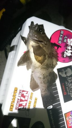 初淡路島エギング&ライトゲーム♪