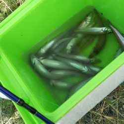 遠賀川河口キス調査＆若松小物調査