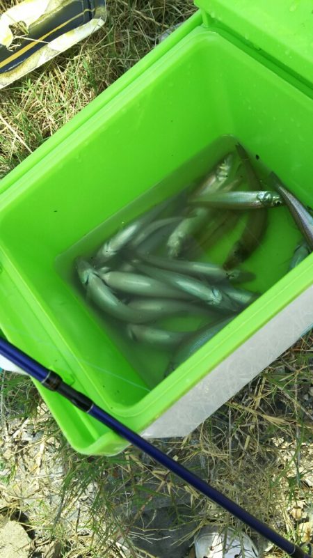 遠賀川河口キス調査＆若松小物調査