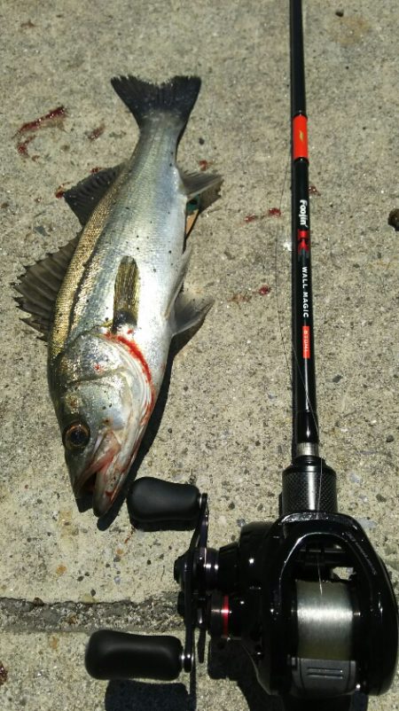 【苅田港】シーバス調査