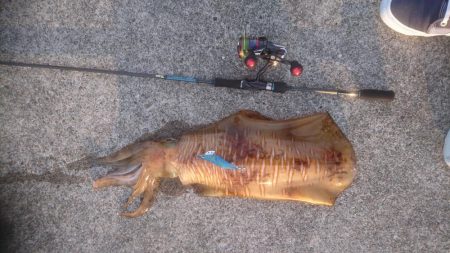 2.2㌔アオリイカ＆プチハタ