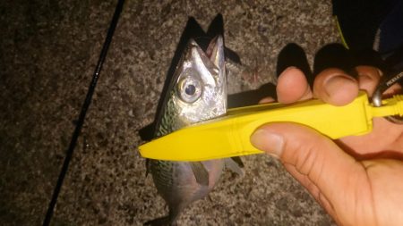 またまた中サバゲー