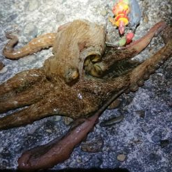 ナイトオクトパッシング