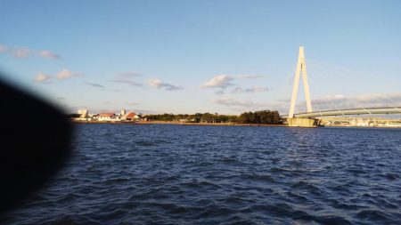 強風で流されてきたのかな？