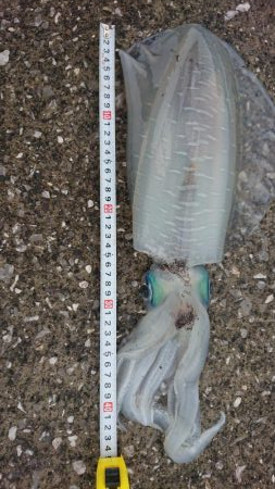 エギング&キス釣り