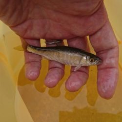 明石川・小物釣り