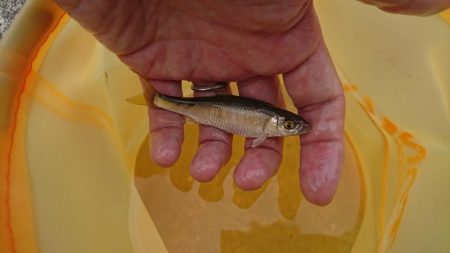 明石川・小物釣り