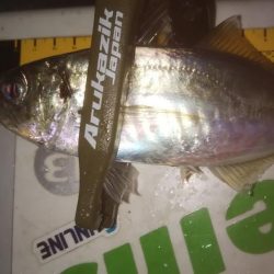 ずぶ濡れアジング