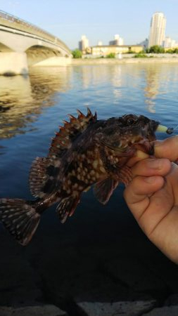 チニングのはずが・・・