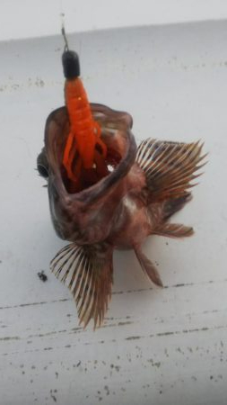 ガッシー＆ツバス