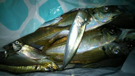 日没後　アジ釣れた