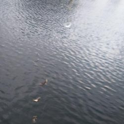 豆アジ　ハイシーズン突入？