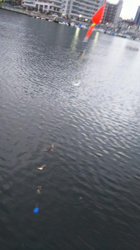 豆アジ　ハイシーズン突入？