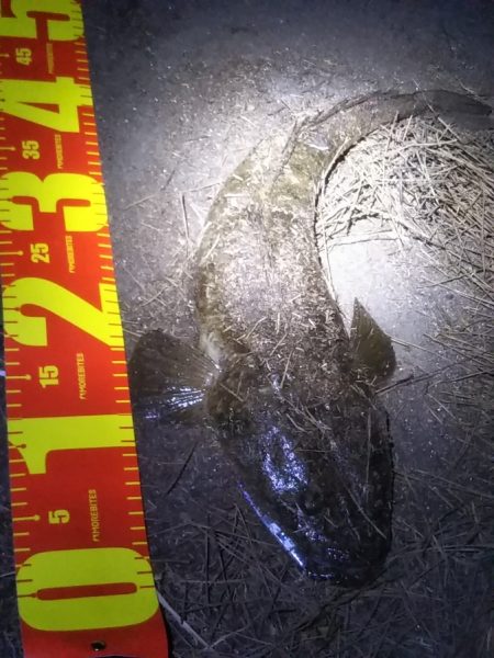 タチウオ狙いも想定外の高級魚！しかも重量級…