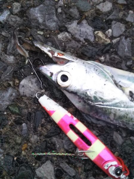 朝夕のマズメにタチウオジギング